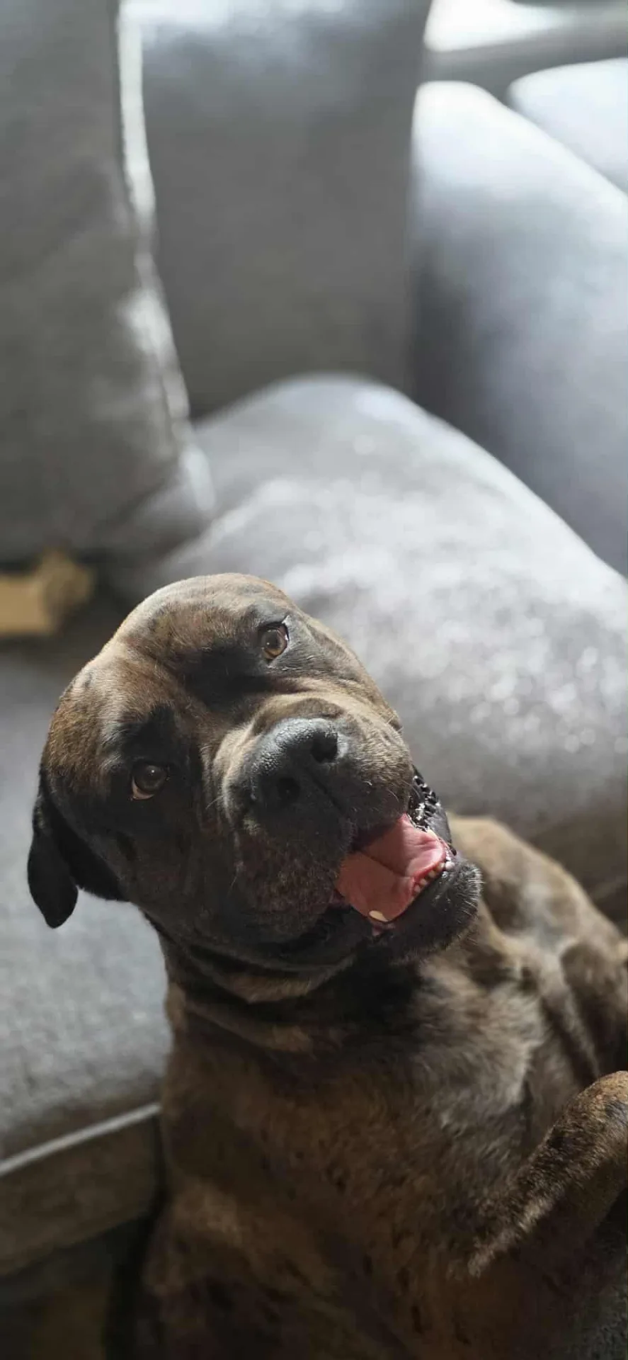 Duke — Mastiff Cross