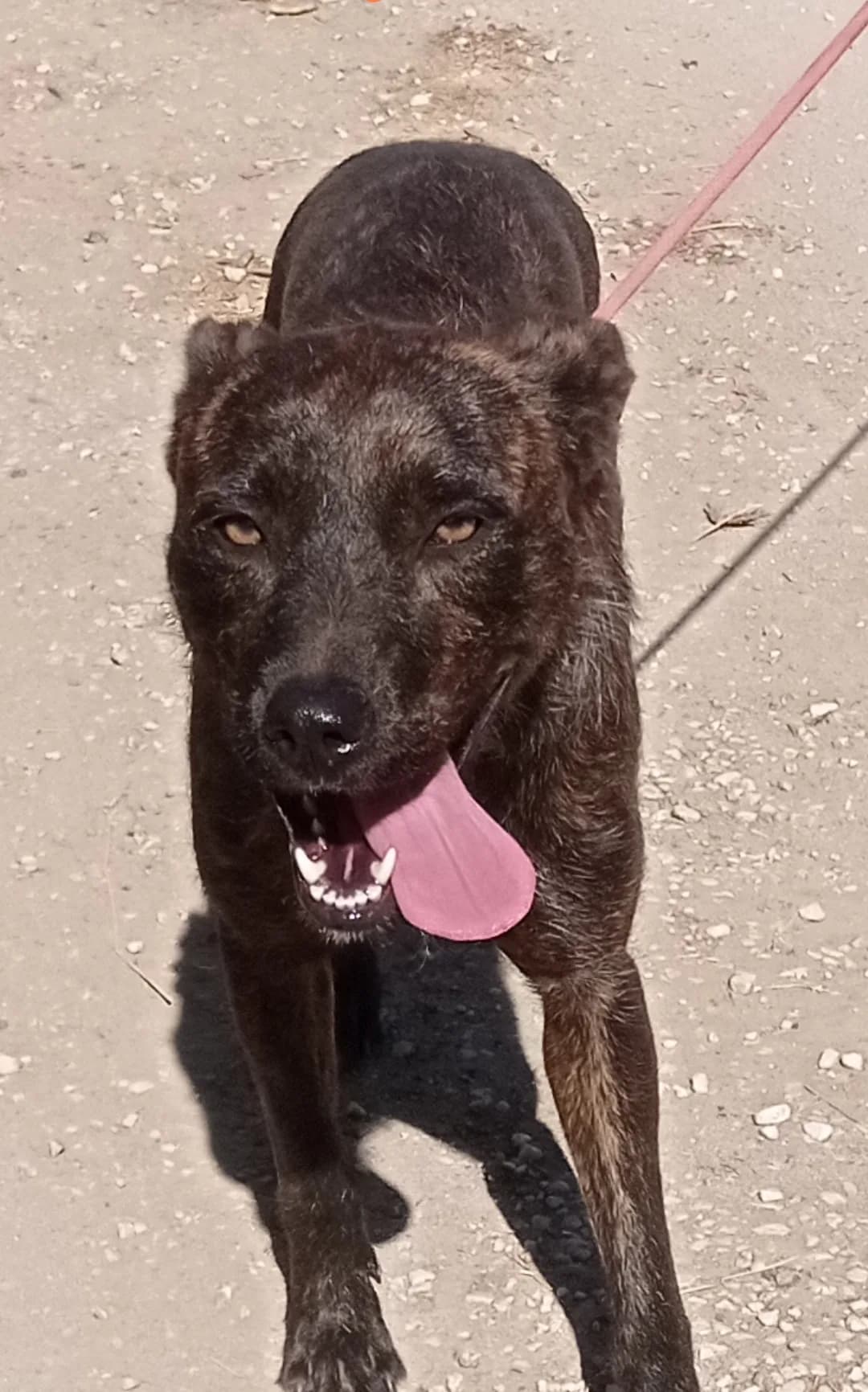 Alba — Wire-haired Terrier Cross Podenco