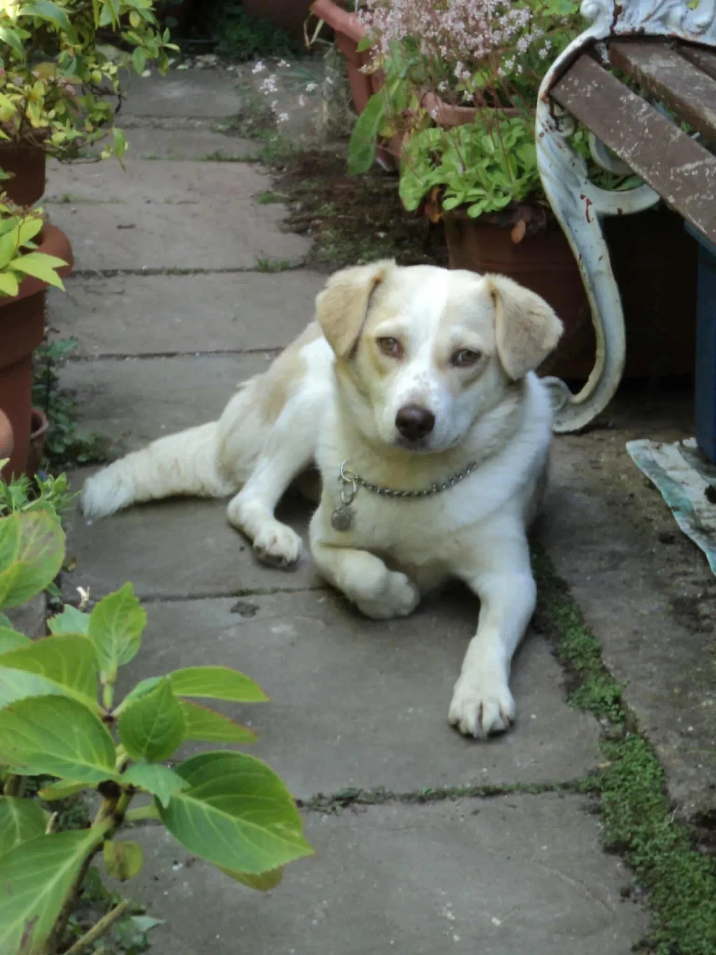 Grace — Cross-breed