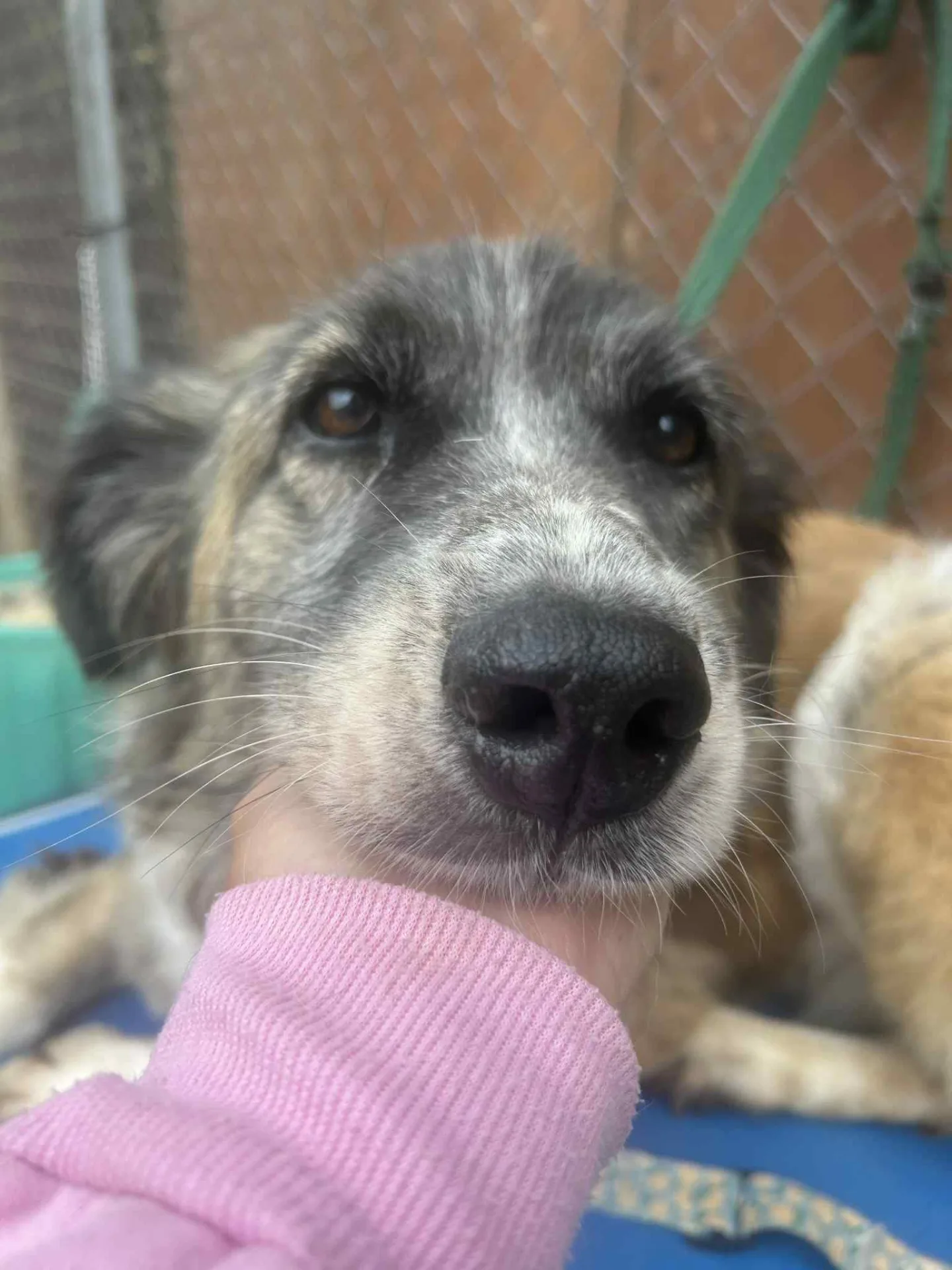 Hilda — Romanian Shepherd Cross