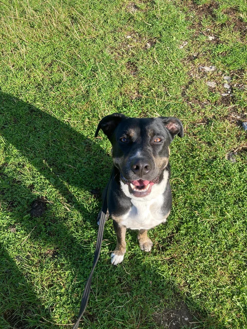 Bramble — Cross-breed