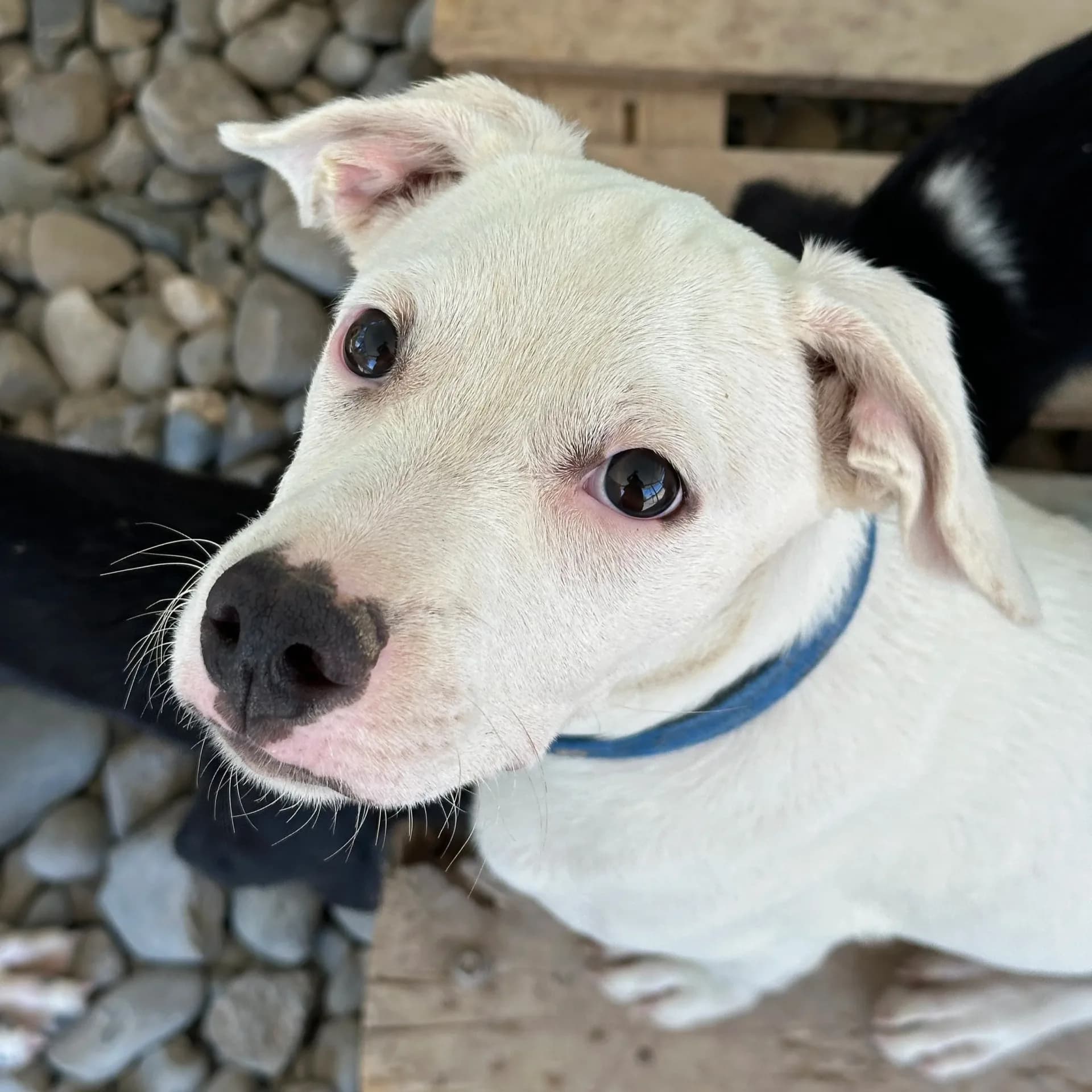 Aspen — Hound Cross