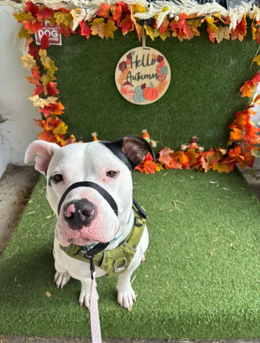 Percy — Cross-breed