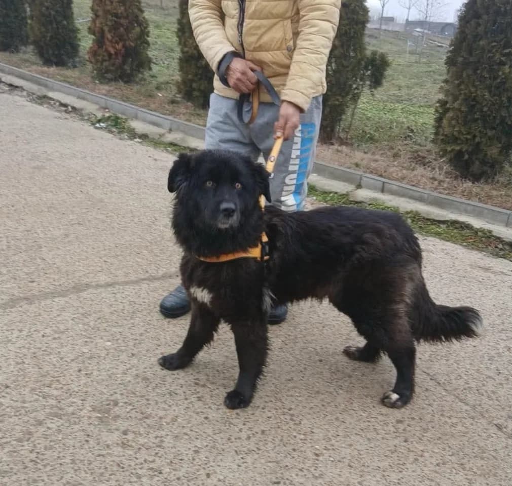 Georgia — Cross-breed