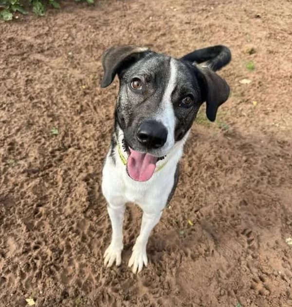 Skye — Cross-breed