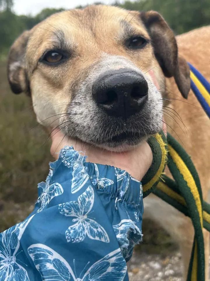 Sara — Cross-breed