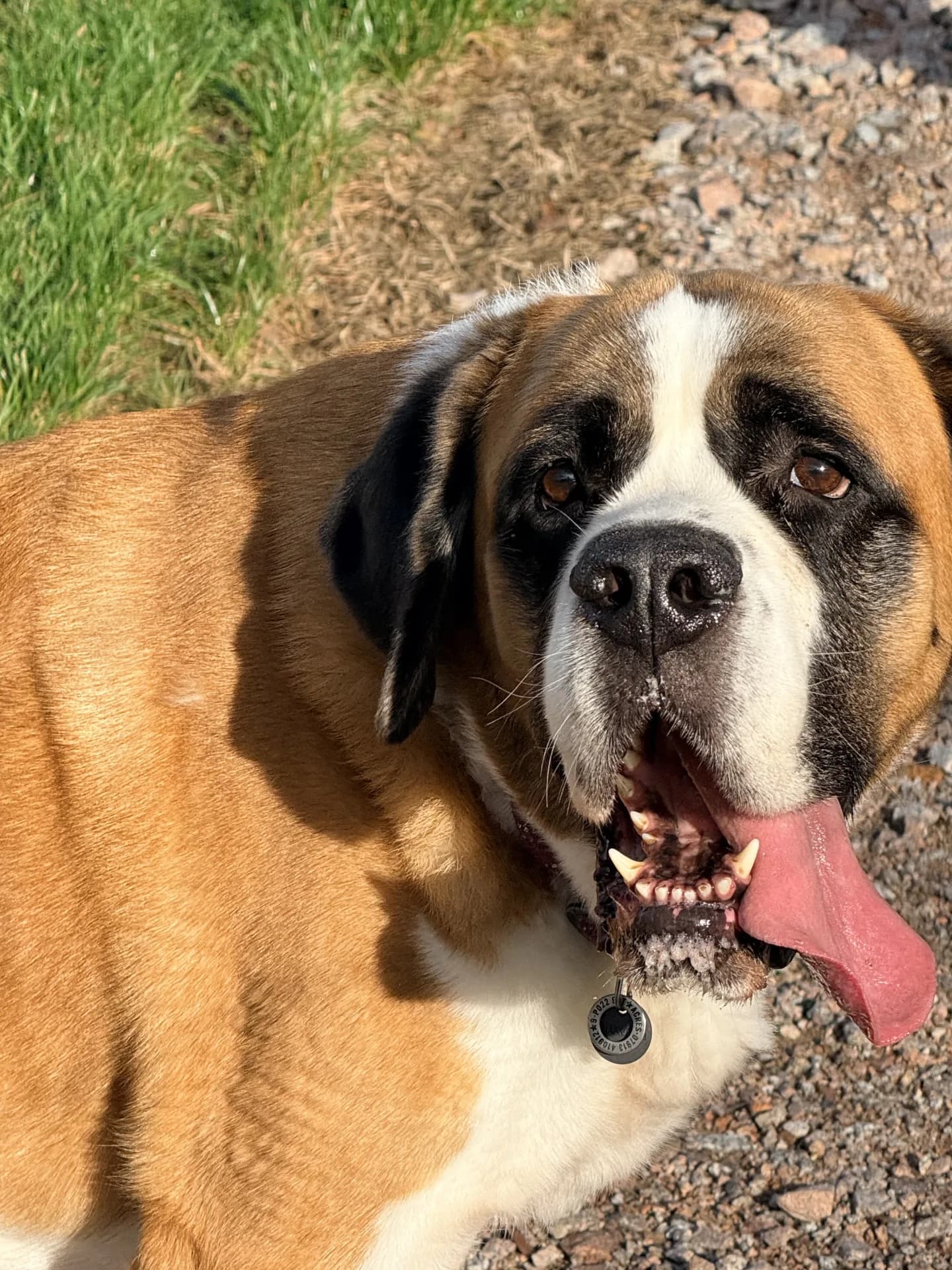 Taz — Saint Bernard