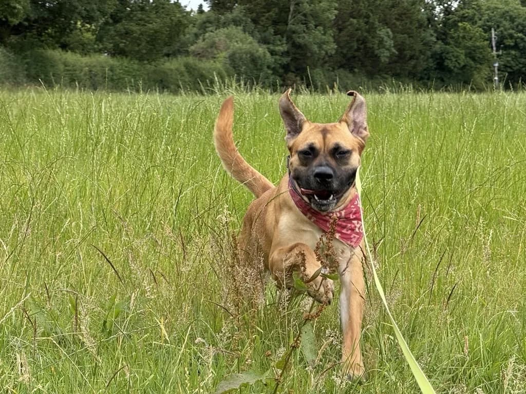 Nessa — Mastiff Cross