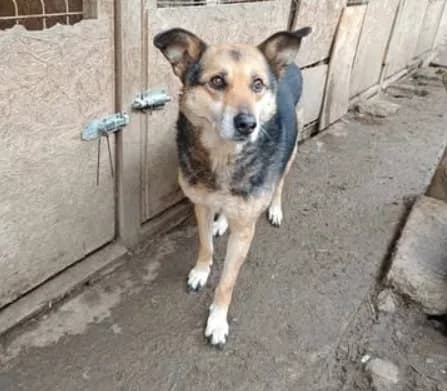 Lima — Cross-breed