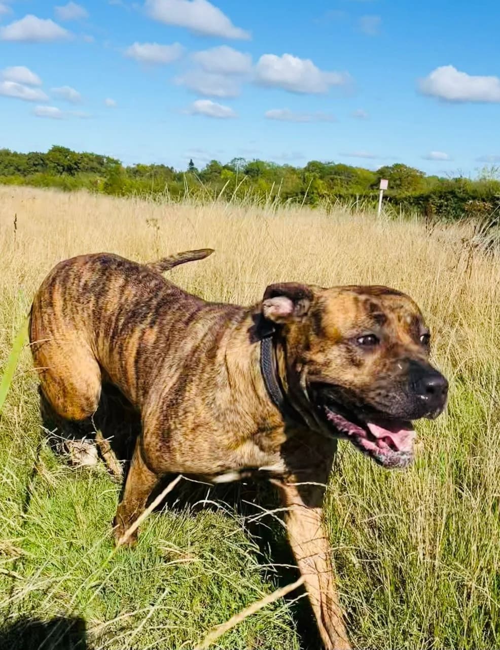 Storm — Presa Canario