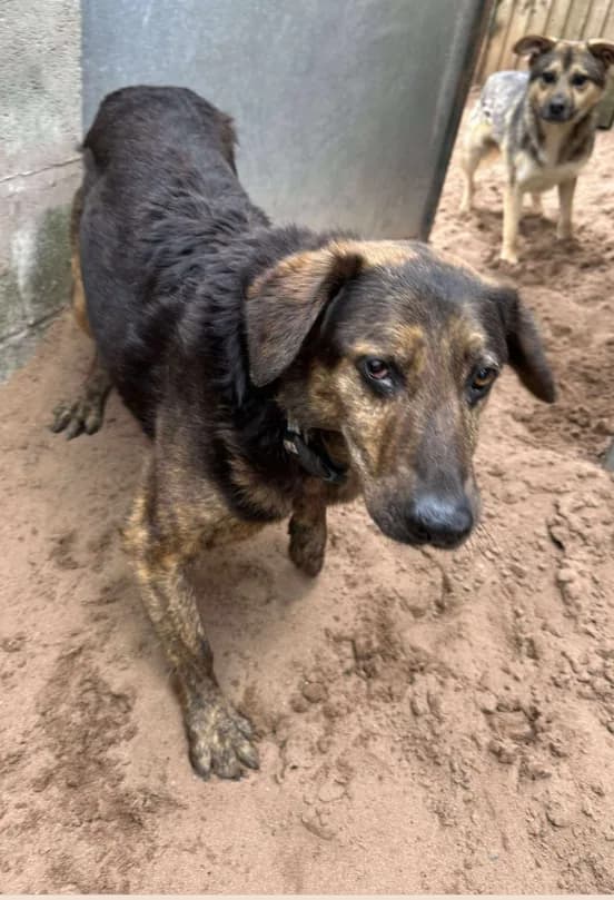 Jess — Cross-breed