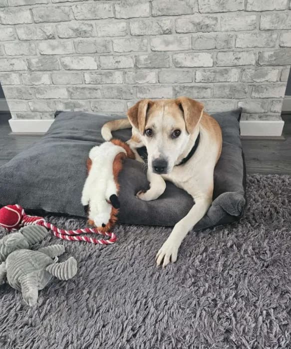 Freya — Mixed Breed