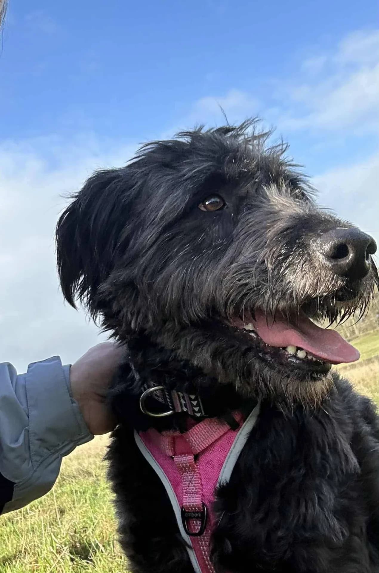 Pepper — Mioritic Shepherd Dog Cross