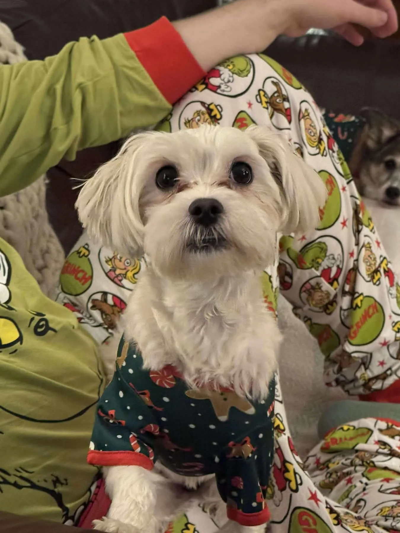 Ruby — Maltese Cross Yorkshire Terrier