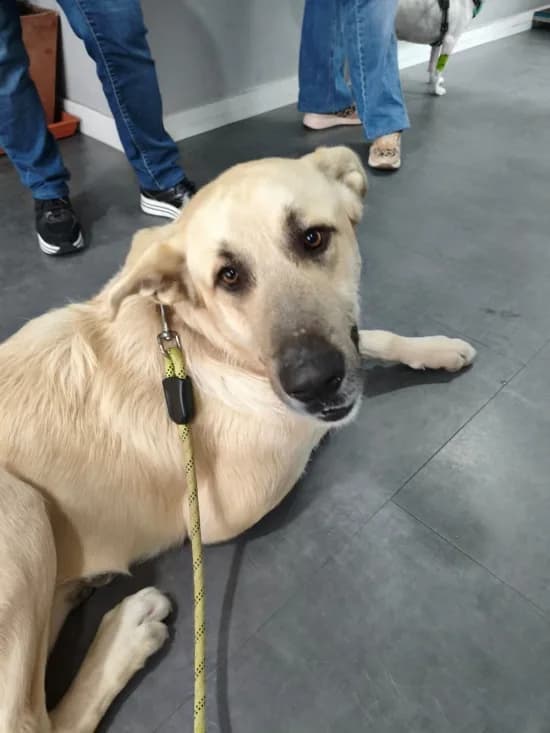 Balto — Mastin Cross