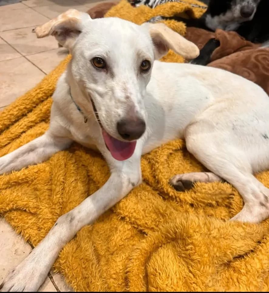 Sue — Whippet Cross