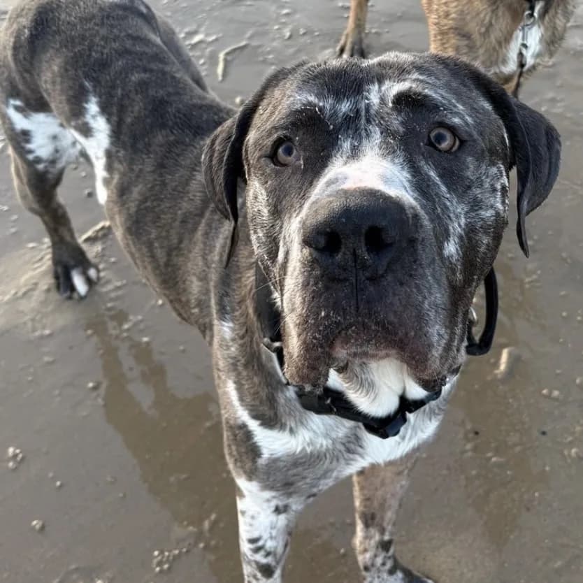 Blue — Cane Corso Cross