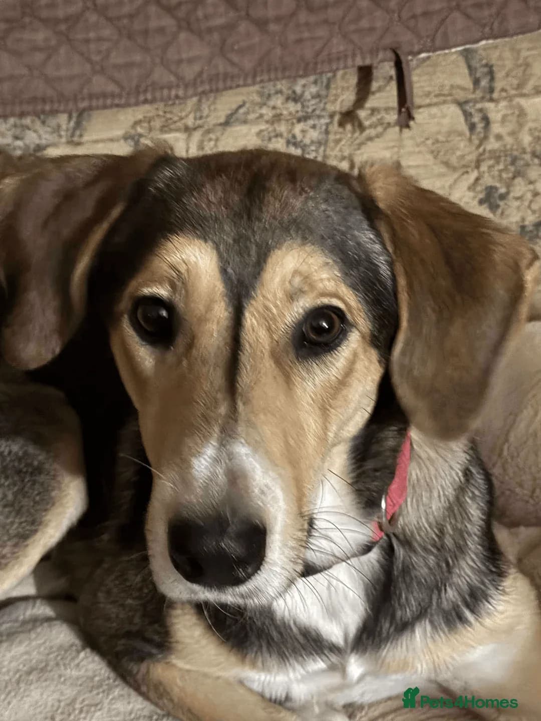 Sylvester — Cross-breed