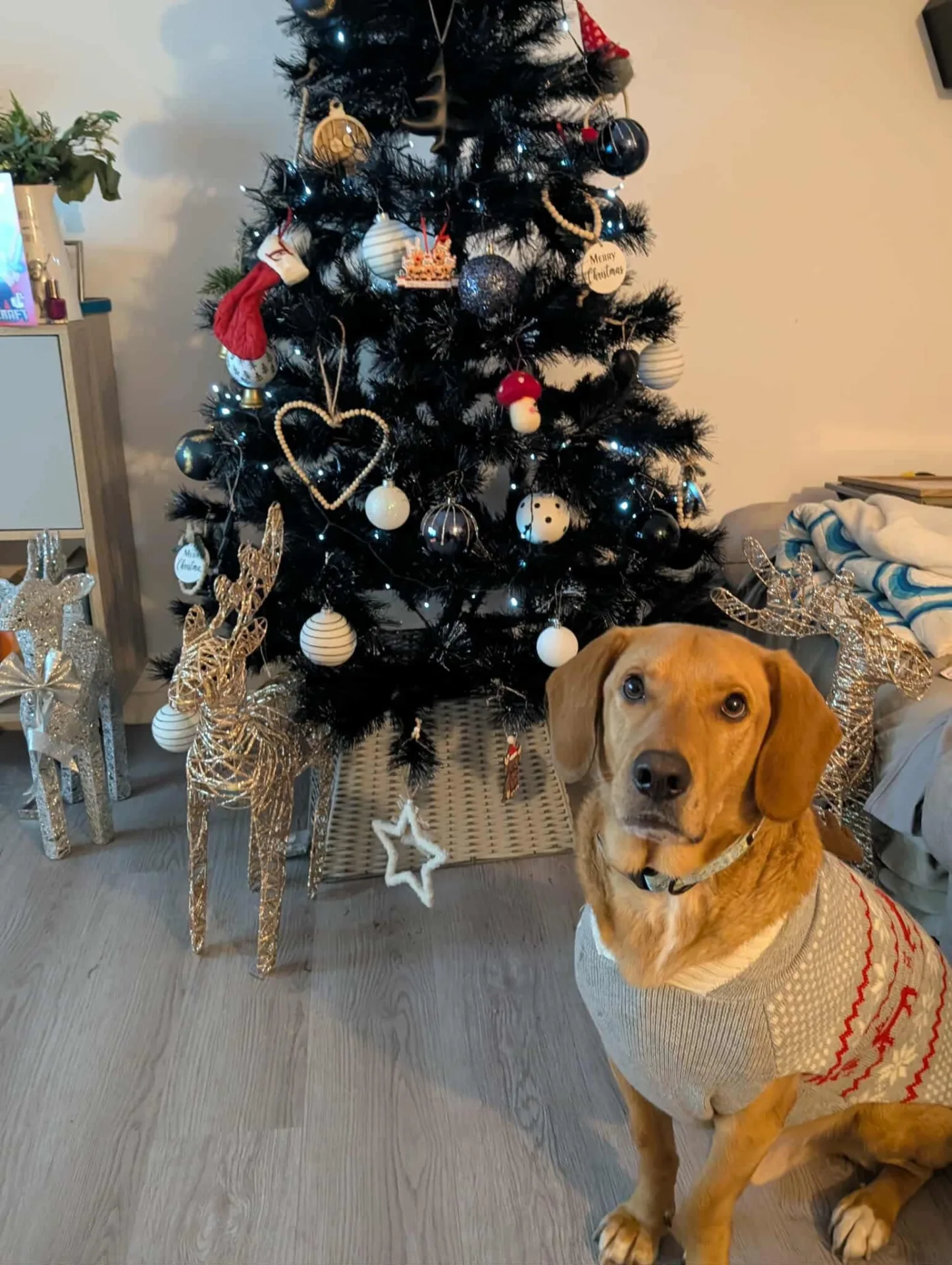 Zeus — Cross-breed