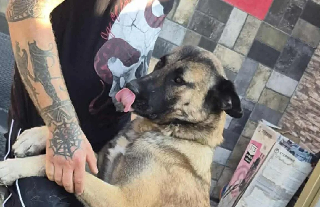 Minty — Mixed Breed