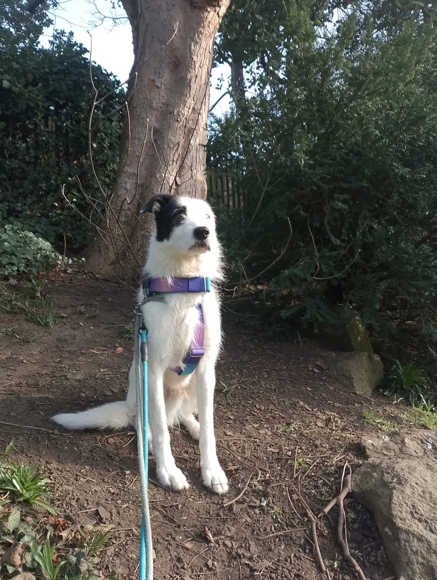 Monty — Cross-breed