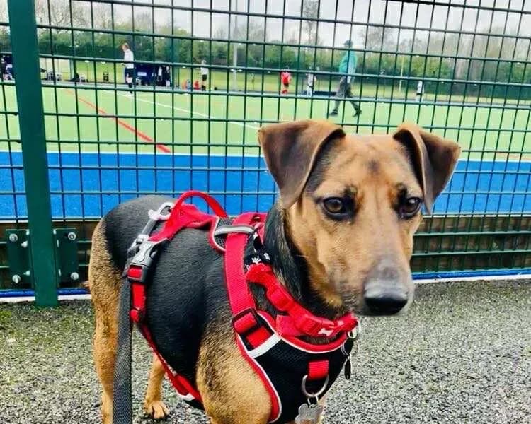 Harley — Terrier Cross