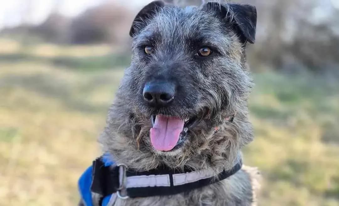 Hovis — Cross-breed