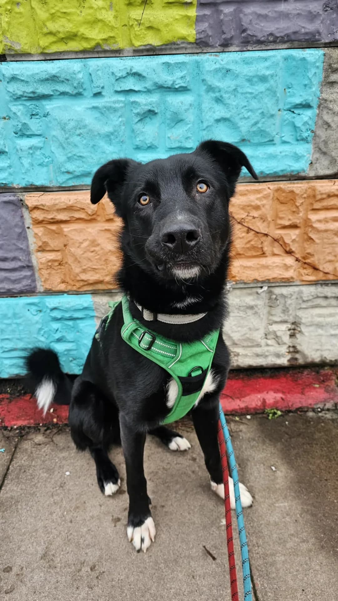 Harry — Cross-breed