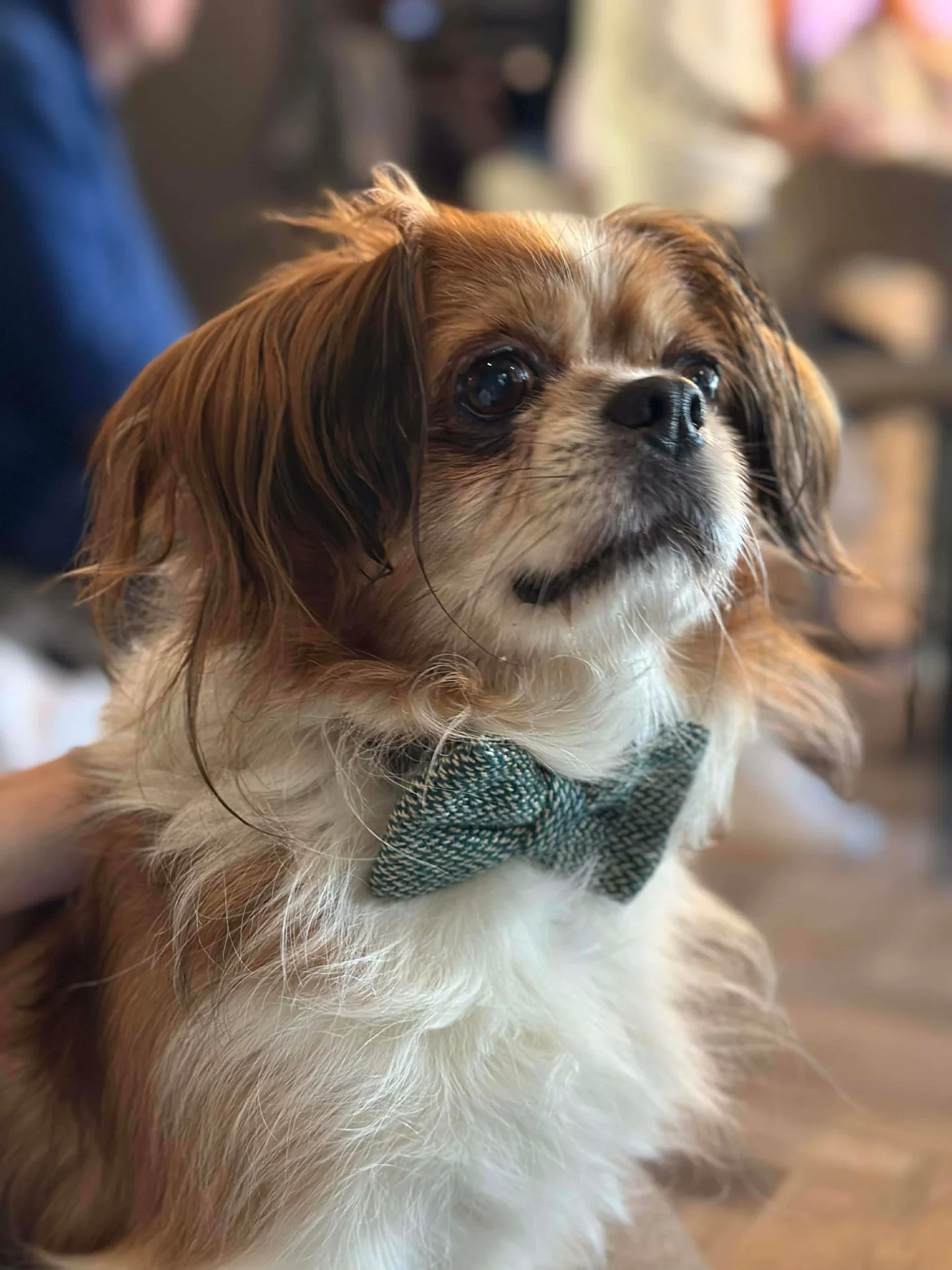 Bilbo — Spaniel Cross