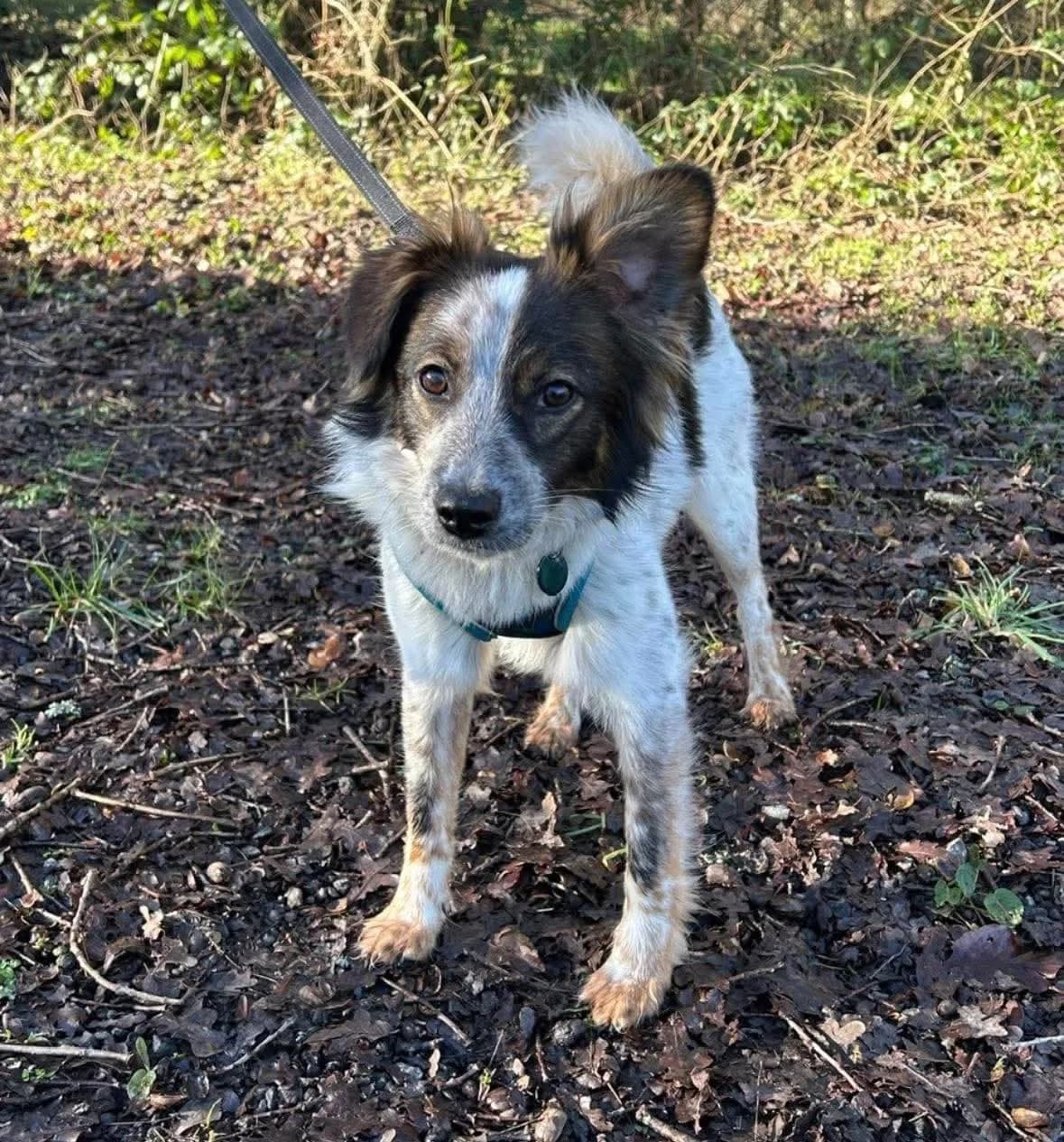 Reggie — Cross-breed