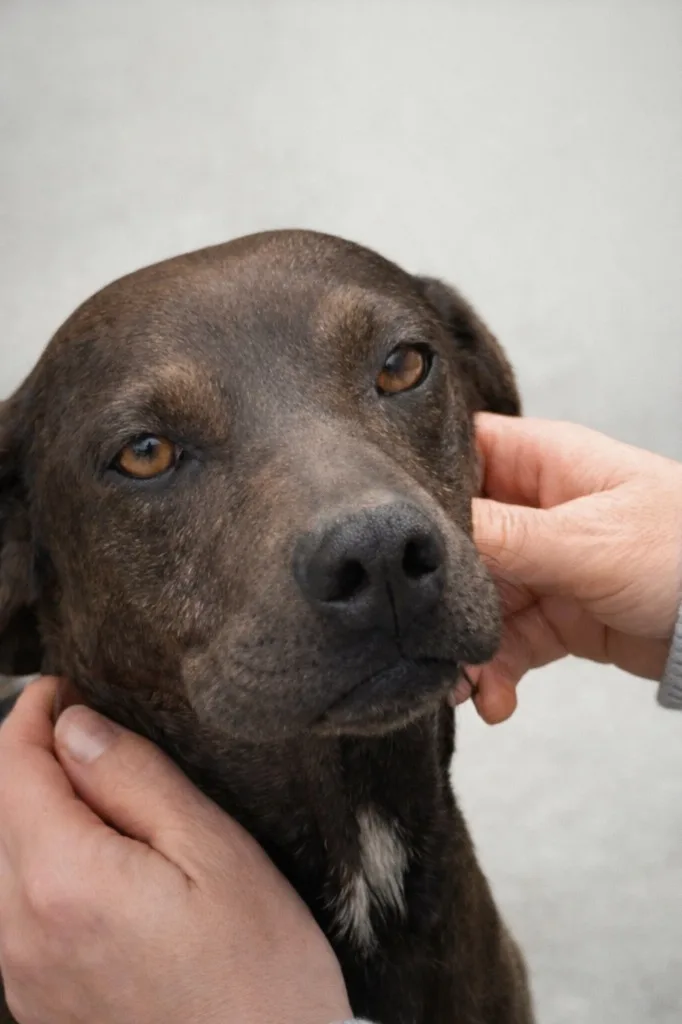 Rhea — Cross-breed