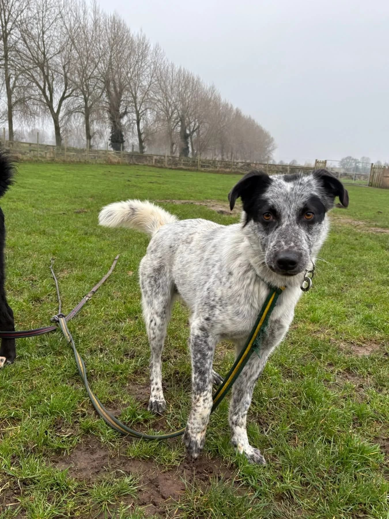 Cessil — Cross-breed