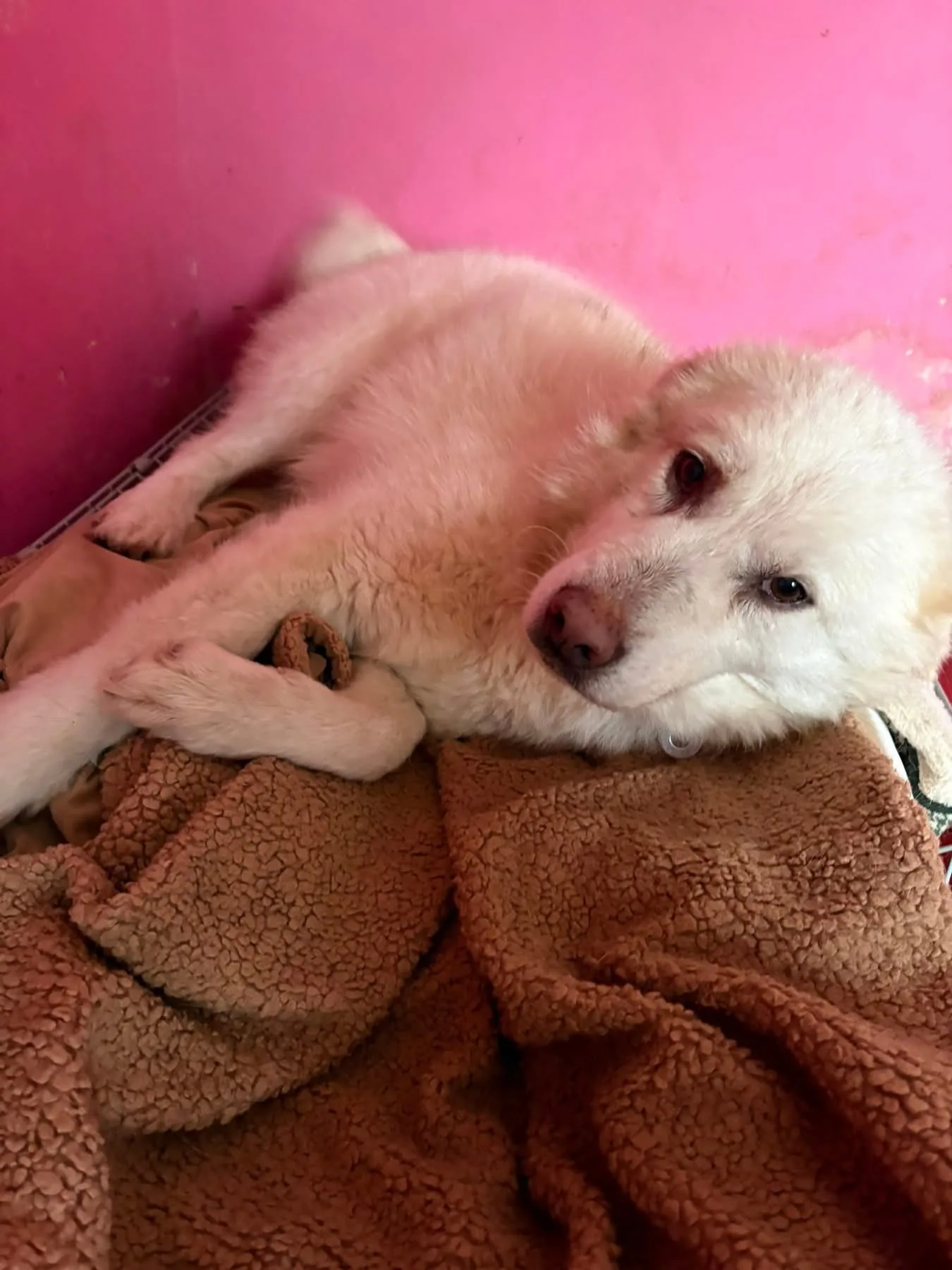 Granny — Cross-breed