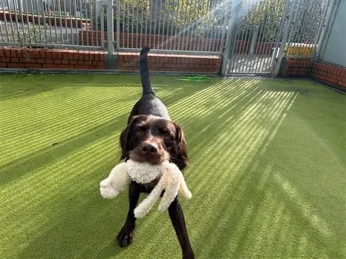 George — Pointer Cross Vizsla