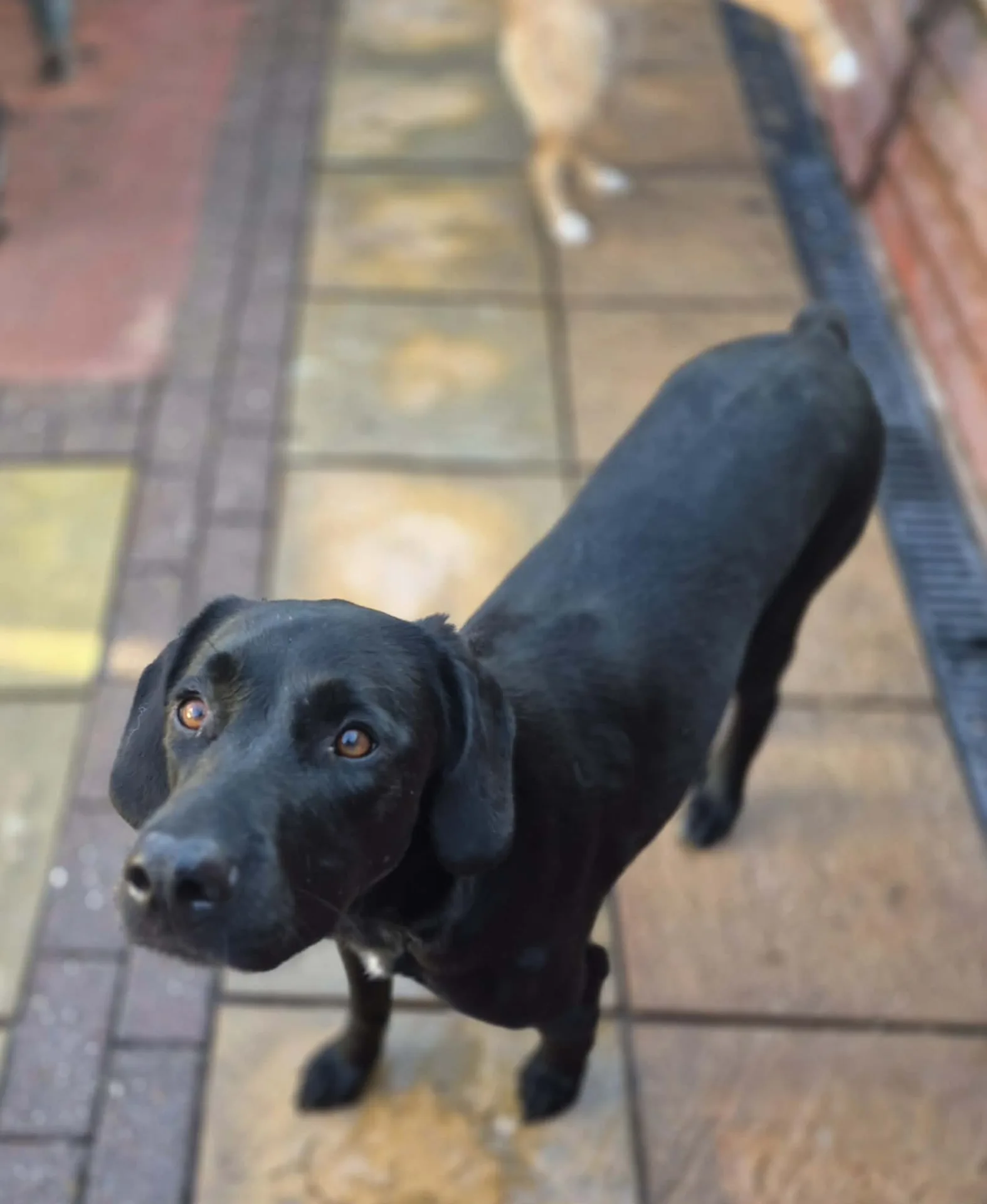 Ylana — Cross-breed