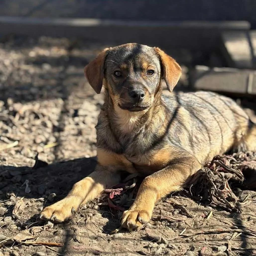 Marcus — Cross-breed