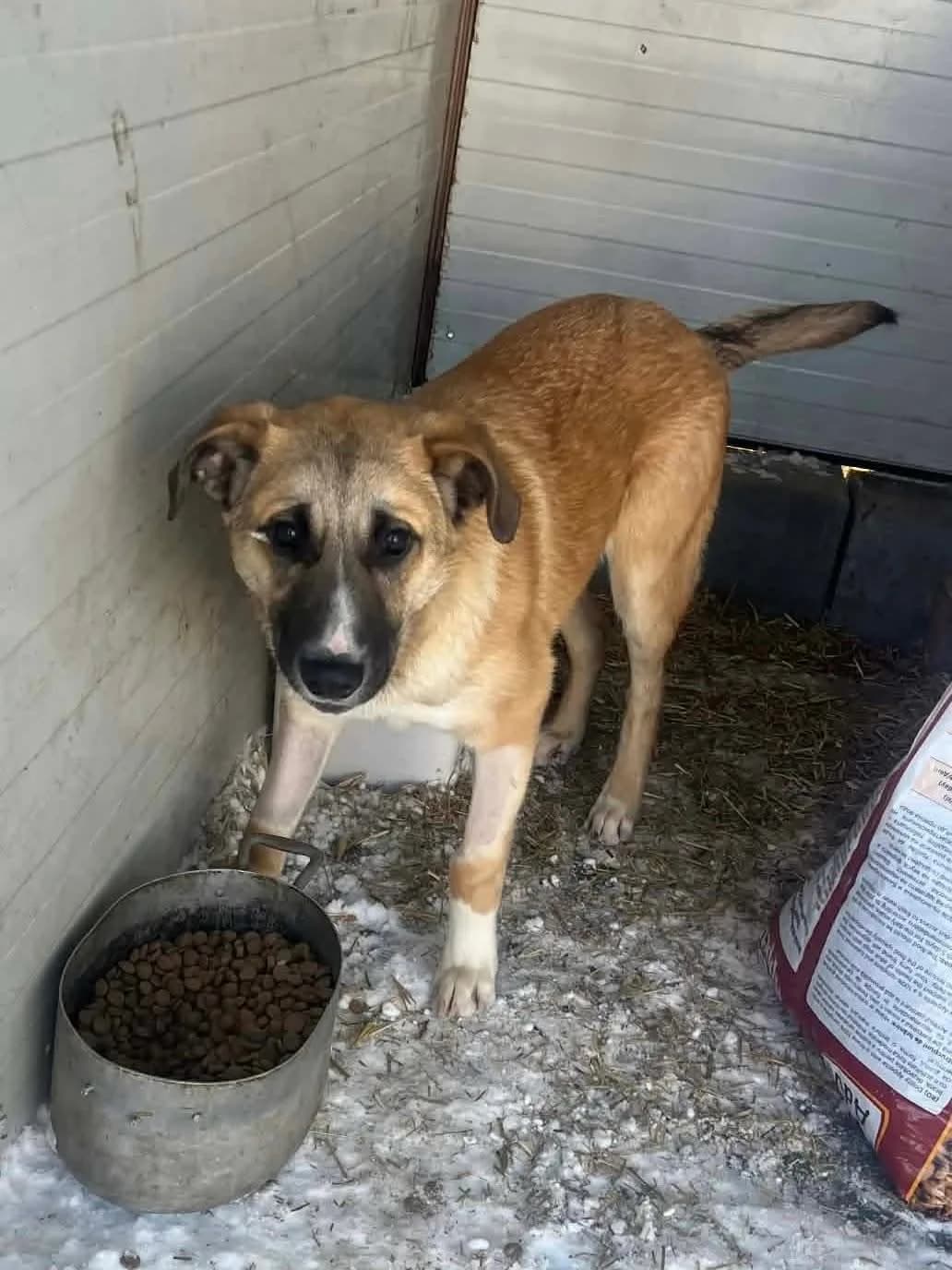 Jester — Cross-breed