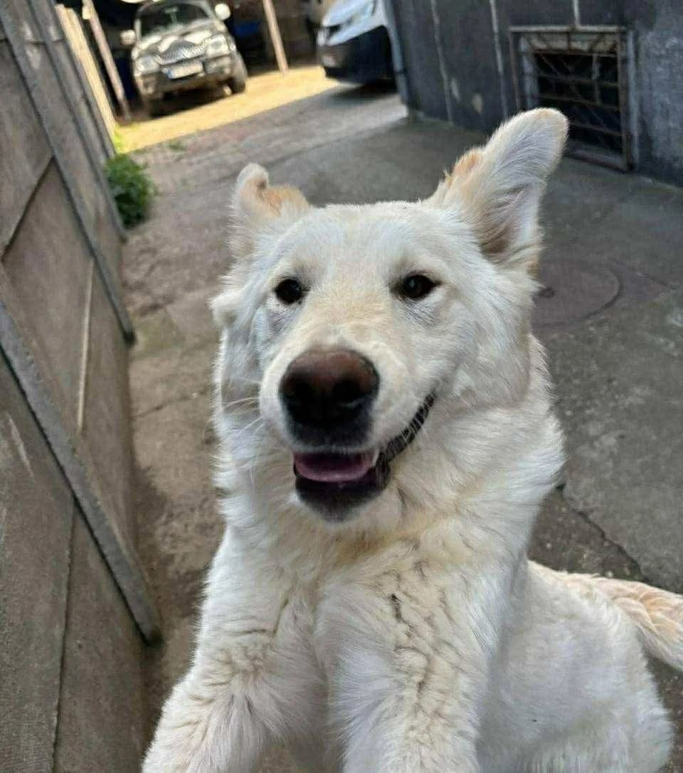 Elsa — Cross-breed