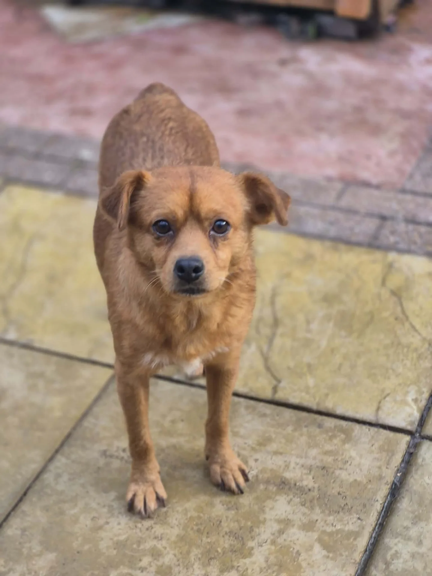 Mylo — Cross-breed