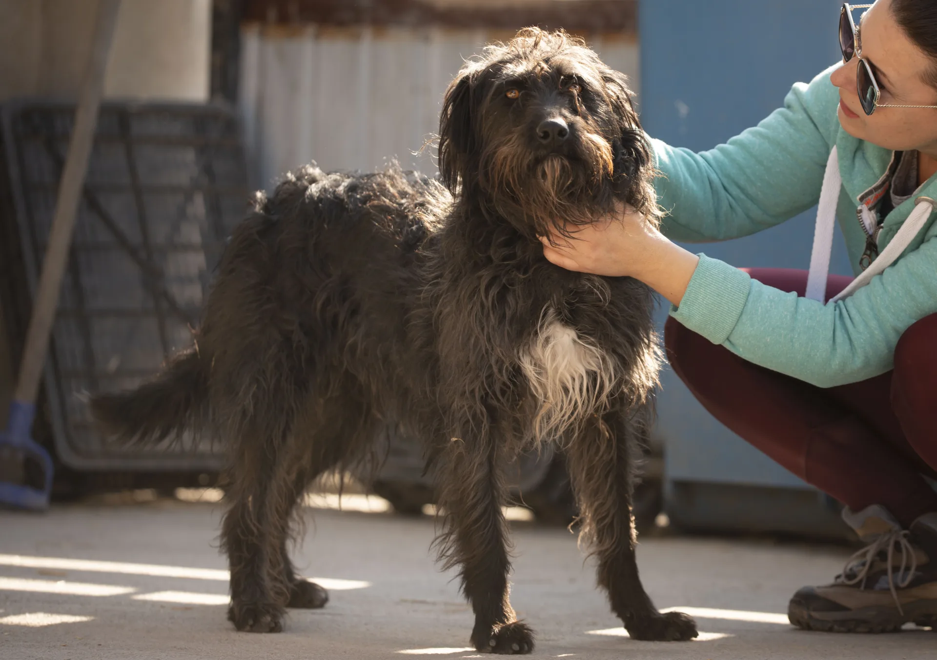 Connie — Cross-breed