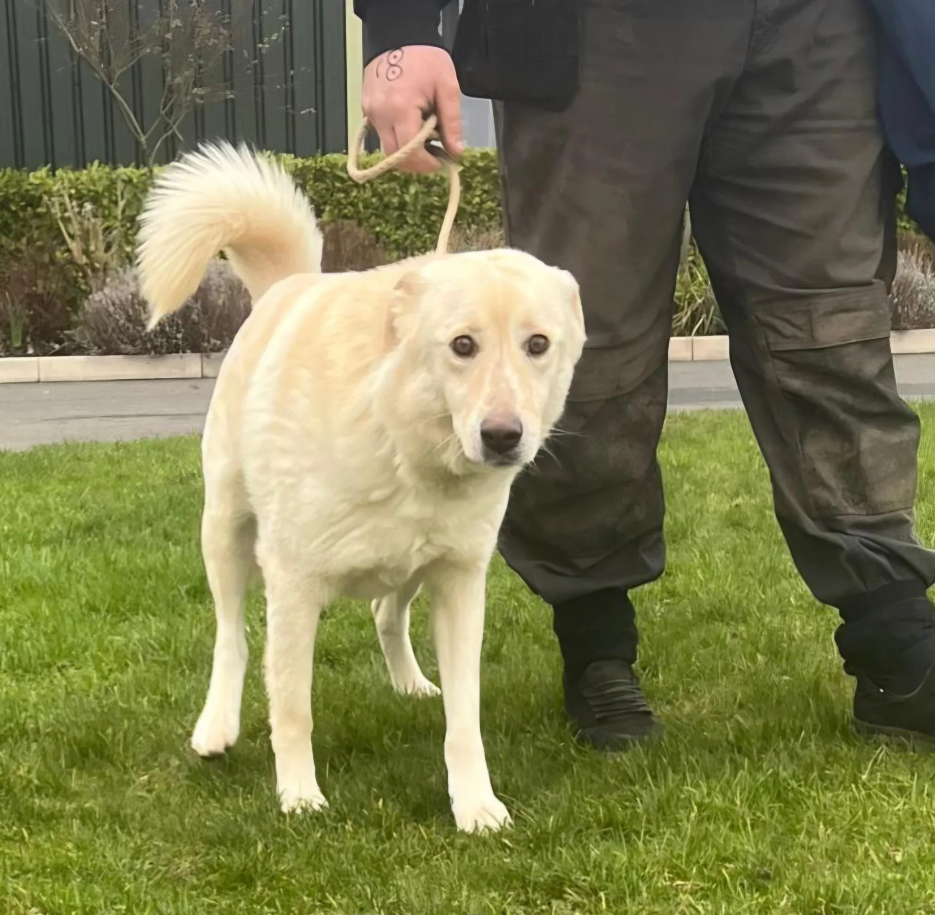 Apolo — Cross-breed