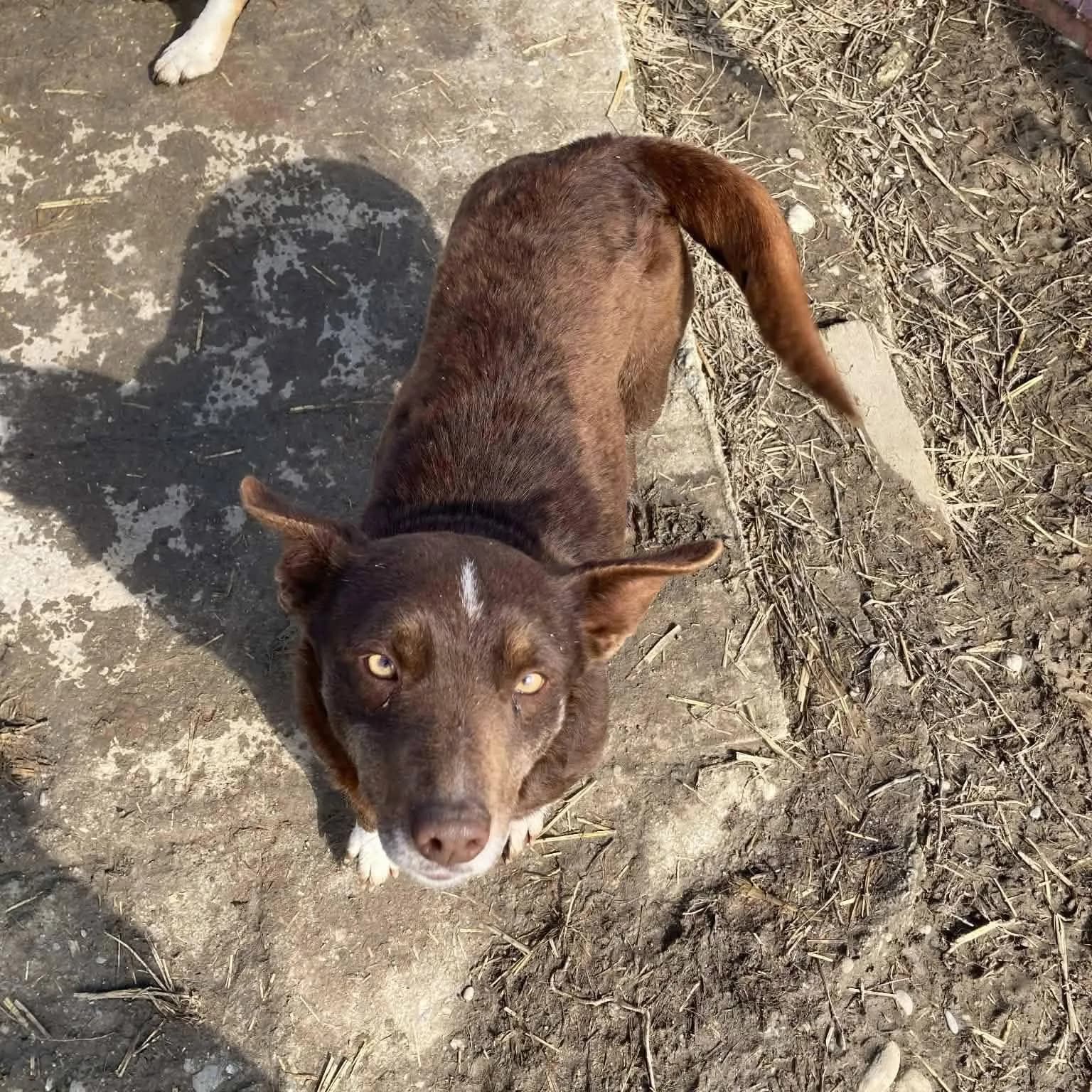 India — Cross-breed