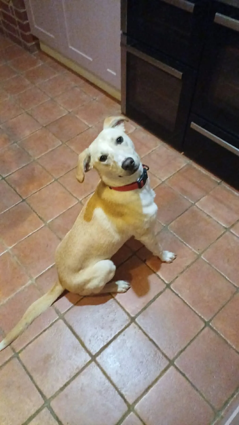 Talia — Cross-breed