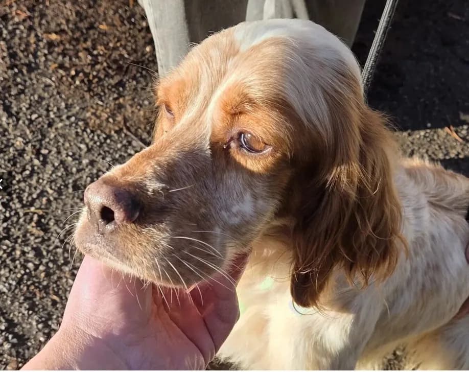 Sky — English Setter