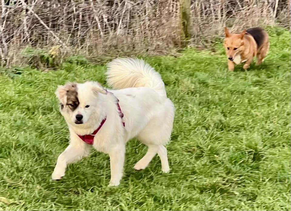 Albie — Cross-breed