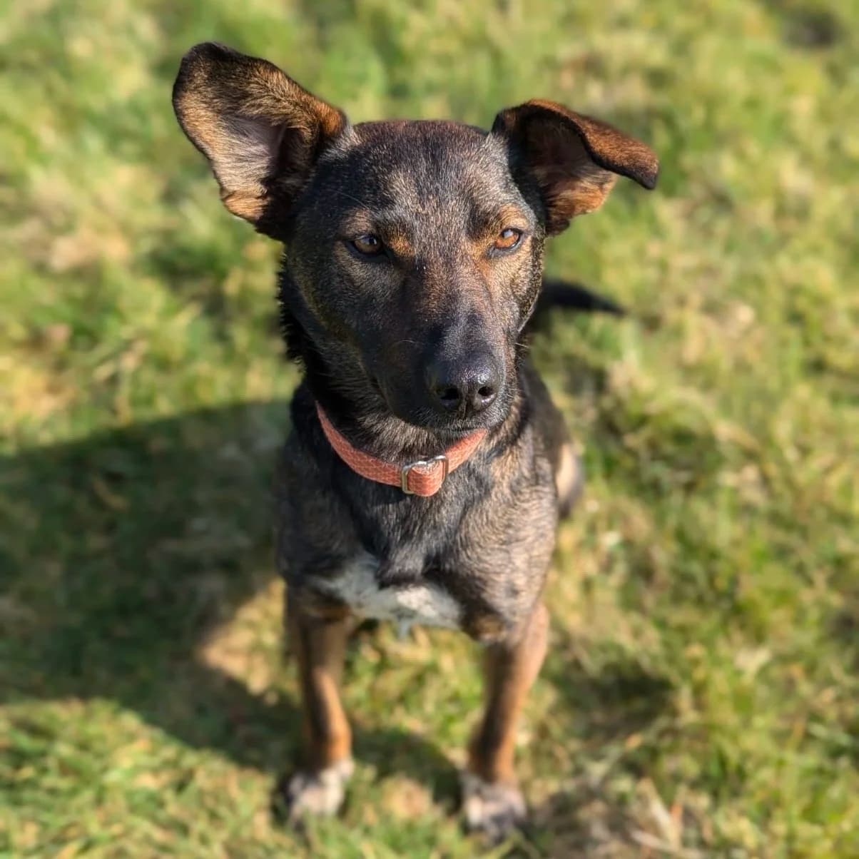 Maro — Cross-breed