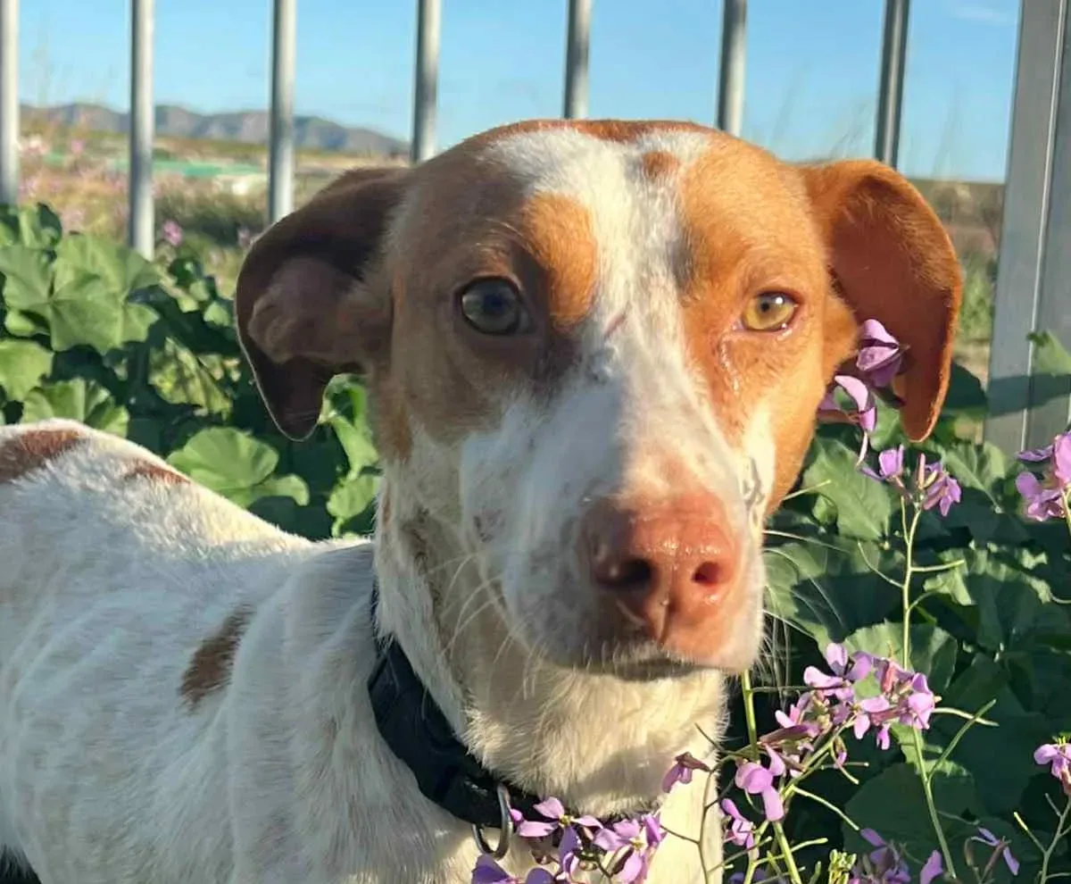 Lucas — Cross-breed