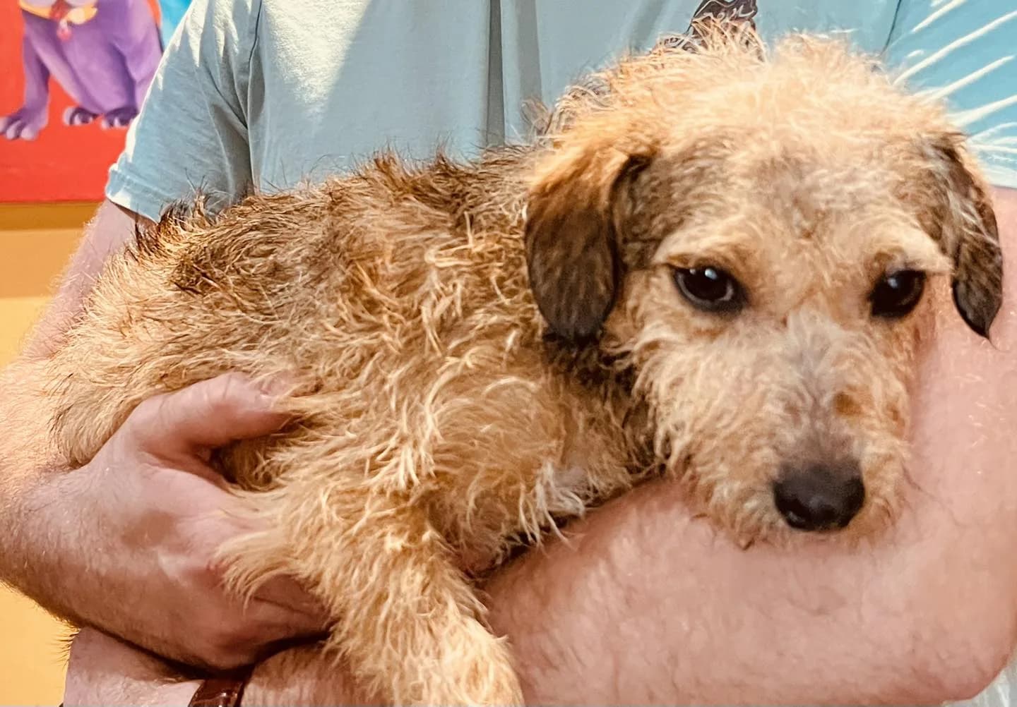 Maddy — Border Terrier Cross