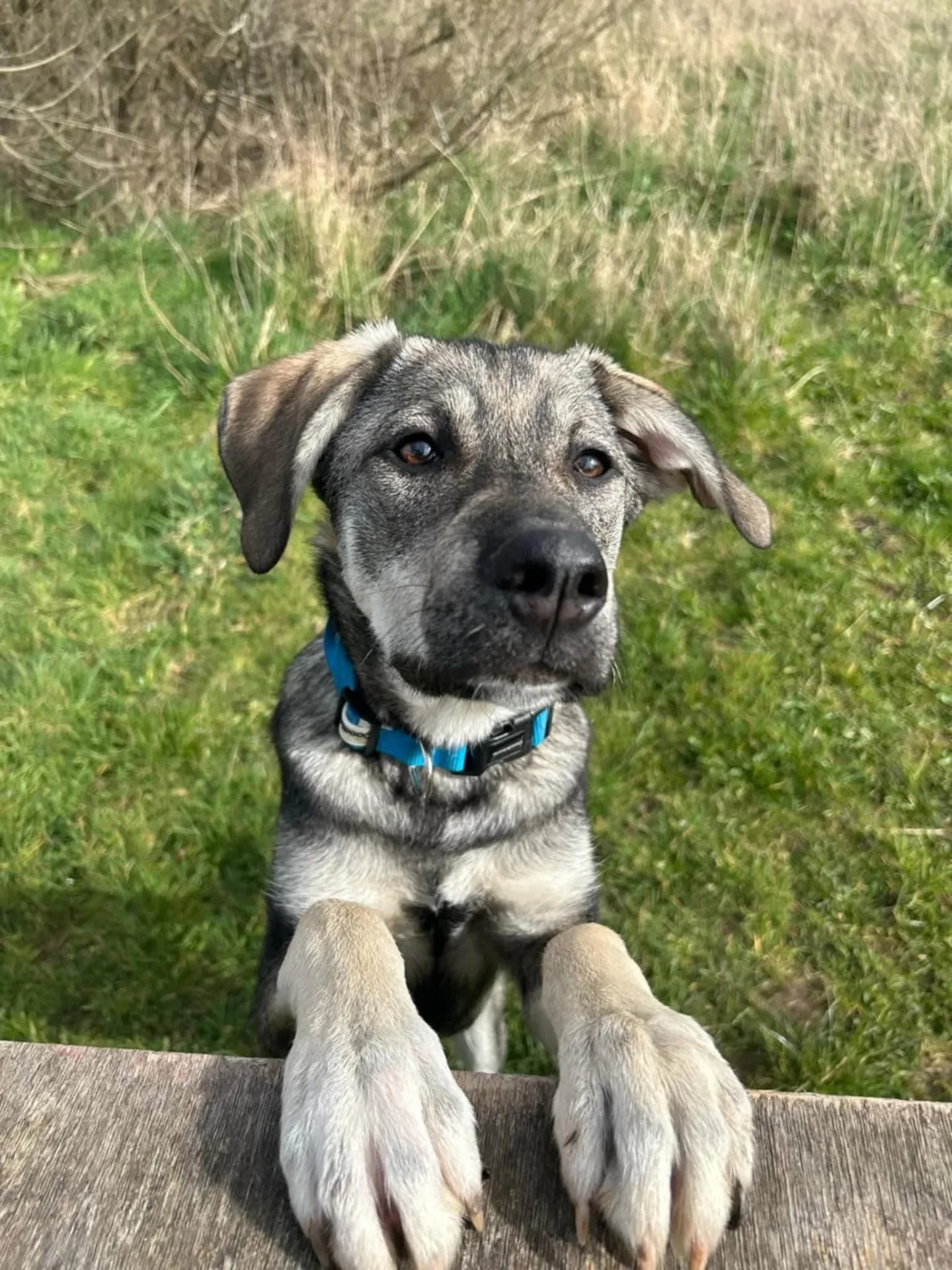 Addy — German Shepherd Cross