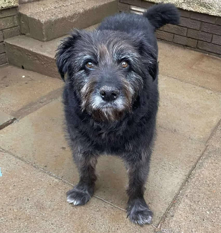 Paddy — Cross-breed